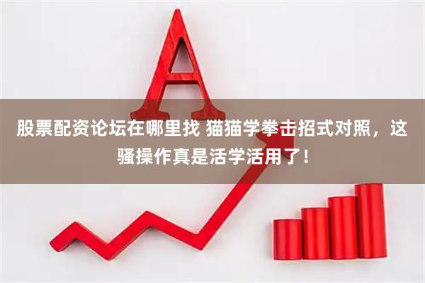 股票配资论坛在哪里找 猫猫学拳击招式对照，这骚操作真是活学活用了！